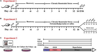 Tetramethylpyrazine Alleviates Behavioral and Psychological Symptoms of Dementia Through Facilitating Hippocampal Synaptic Plasticity in Rats With Chronic Cerebral Hypoperfusion